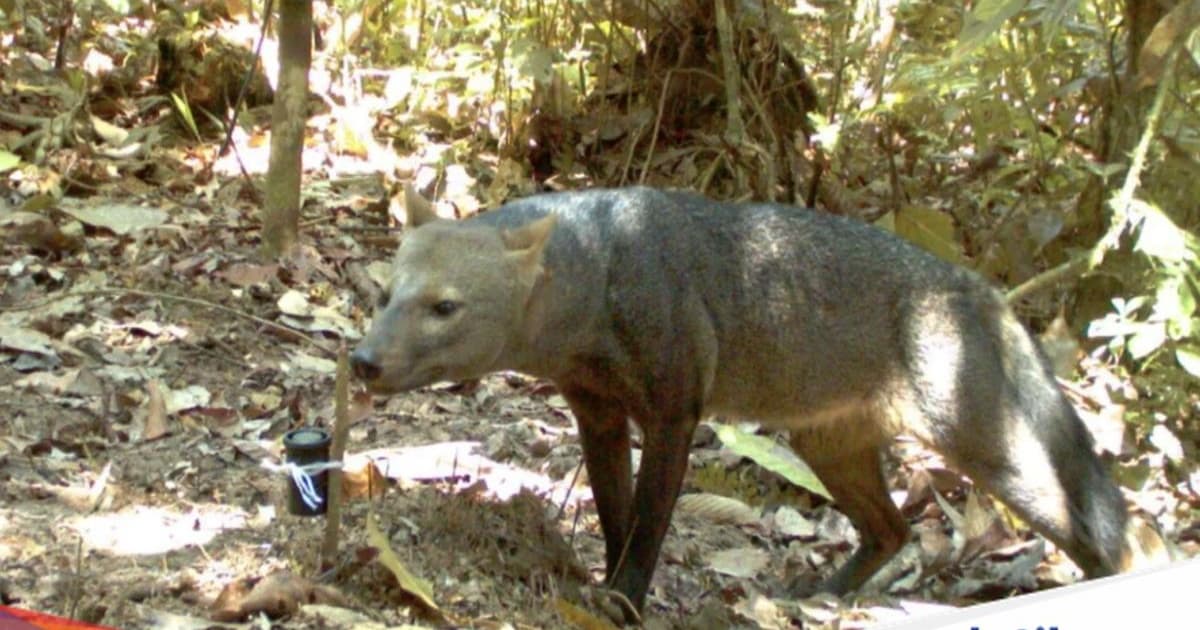 Anjing hantu Amazon atau anjing telinga pendek (Atelocynus microtis) di habitat hutan hujan Bolivia