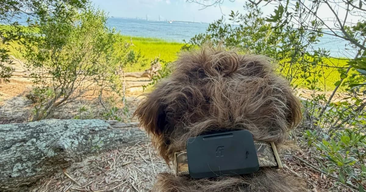Fi Ultra, pelacak anjing berbasis Starlink, dipasang di kerah anjing di alam terbuka