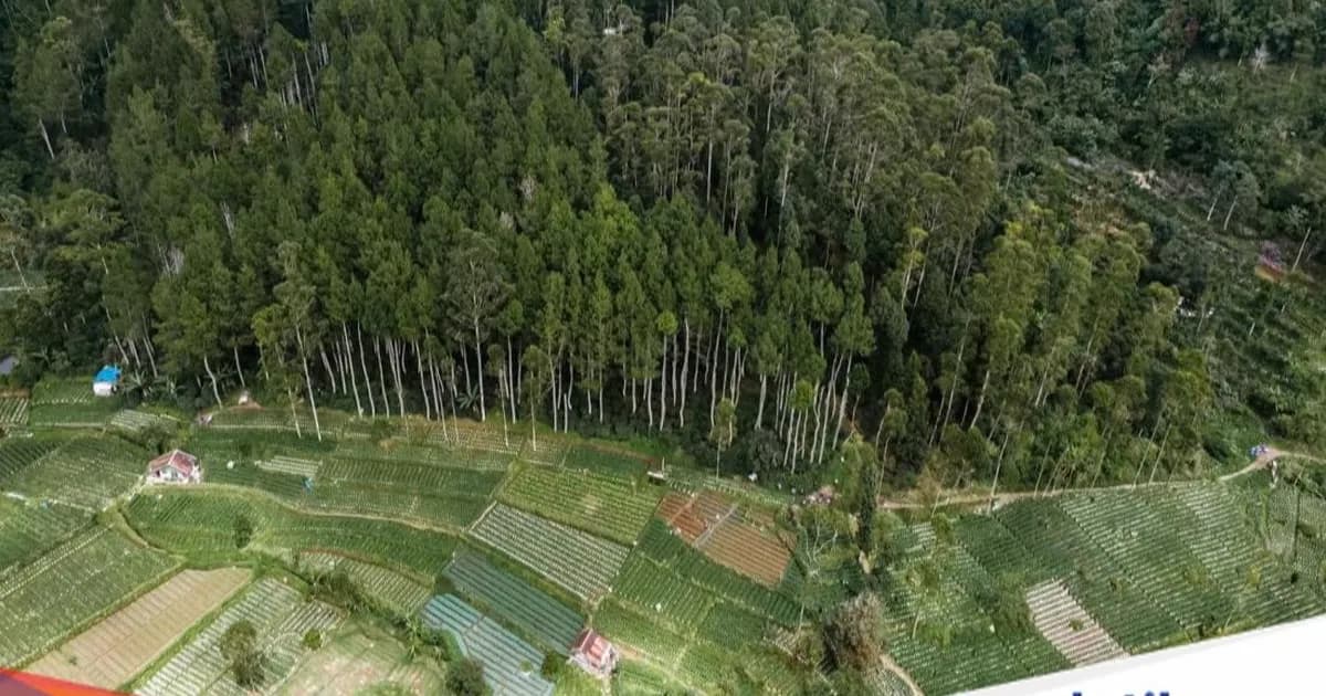 Ilustrasi hutan yang menunjukkan pentingnya konservasi sumber daya alam dan ekosistem kehutanan