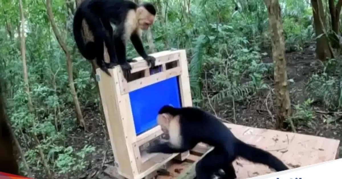 Monyet capuchin mencoba alat CapuchinAI untuk uji kecerdasan primata di hutan