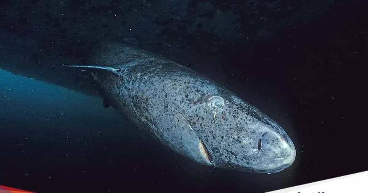 Hiu Greenland berenang di perairan dalam Arktik