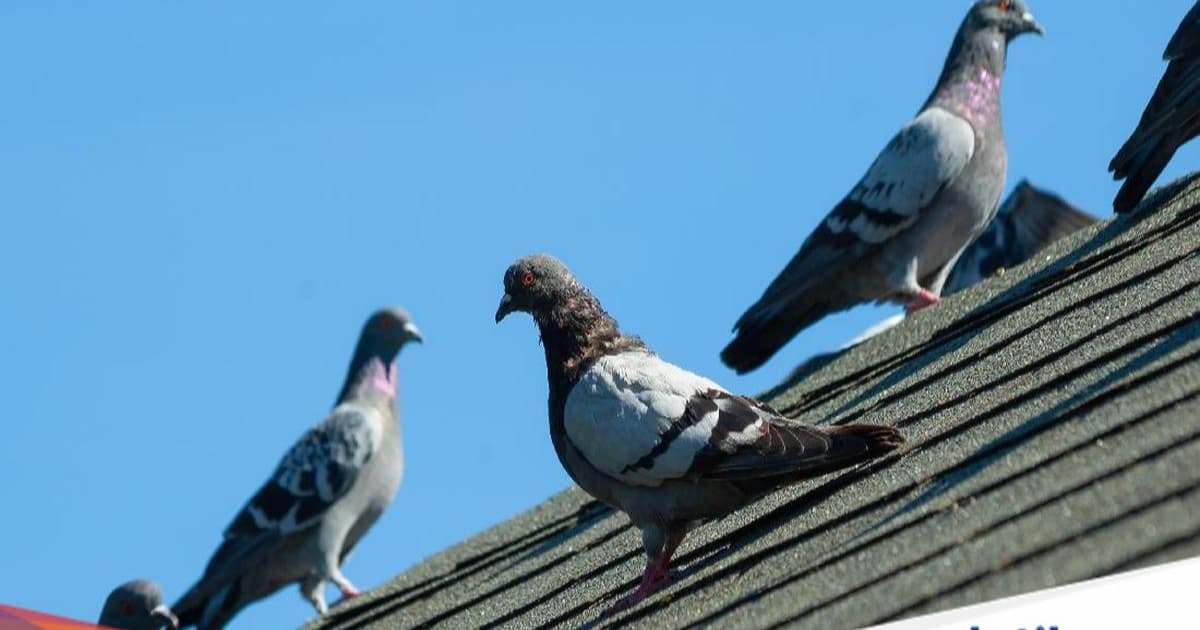 Sekelompok kecil burung merpati abu-abu duduk di atap abu-abu sebuah rumah pada sore yang cerah