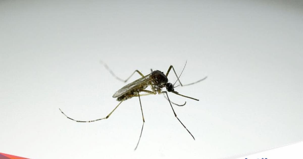 Nyamuk Wolbachia di laboratorium untuk program Debug Project Google