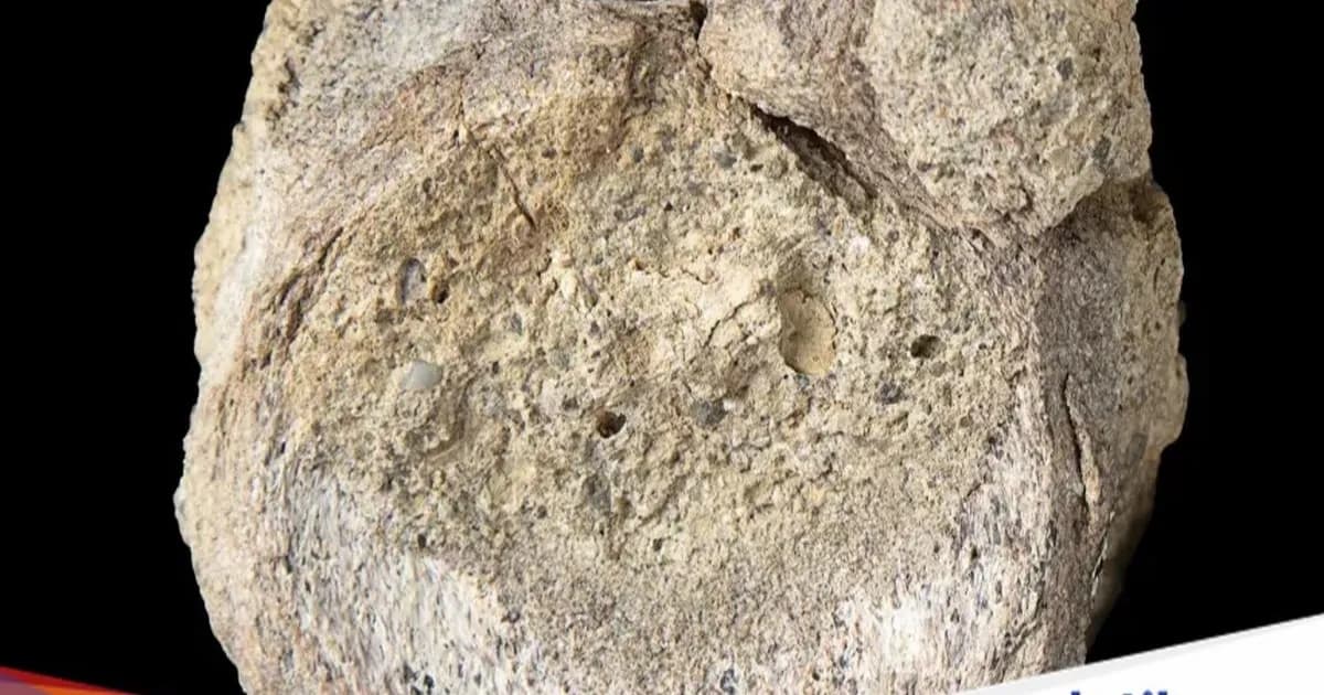 Fosil tulang belakang Titanosaurus yang ditemukan di Antartika
