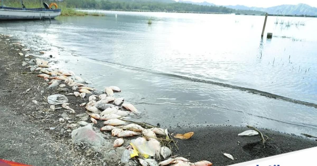Ikan red devil berceceran di tepi Danau Batur, Desa Kedisan, Kecamatan Kintamani, Bangli, Kamis (23/7/2026)
