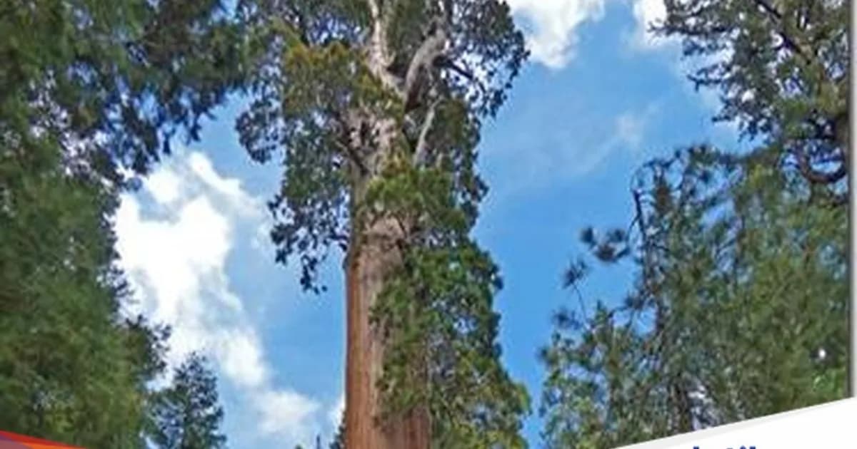 General Grant Tree, pohon sequoia raksasa setinggi 82 meter di Kings Canyon National Park, California