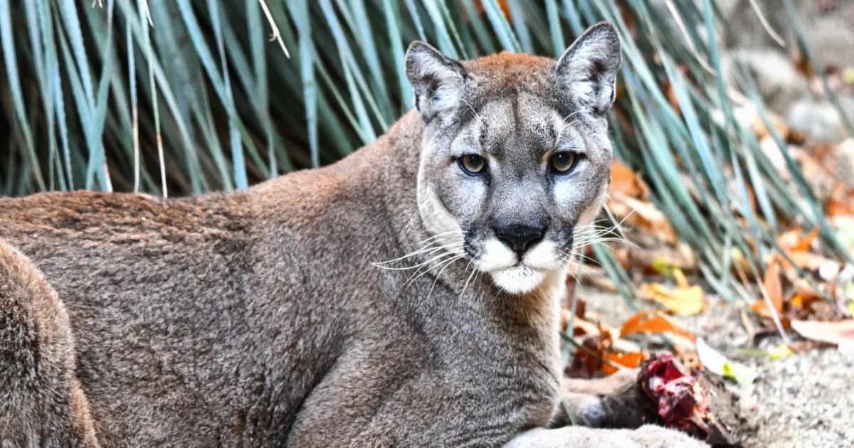 Cougar atau mountain lion berdiri di tepi hutan, predator puncak yang mengurangi kecelakaan rusa di jalan raya