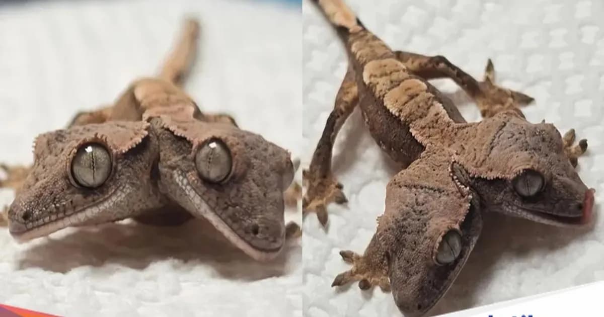 Tokek berkepala dua bernama Simon dan Garfunkel dengan masing-masing kepala memiliki kepribadian berbeda, dipelihara oleh Rockstar Geckos